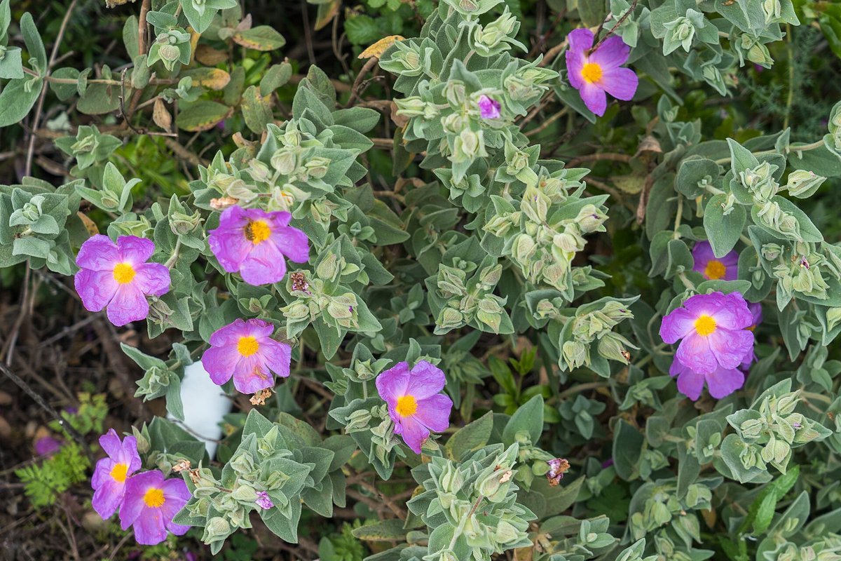 Wild Cistus Bloom — Corsica Maquis