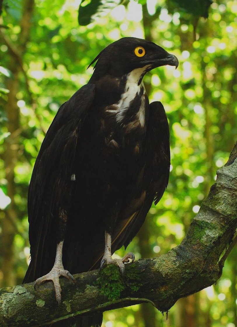 Bat Hawk Hunting — Kasanka Zambia