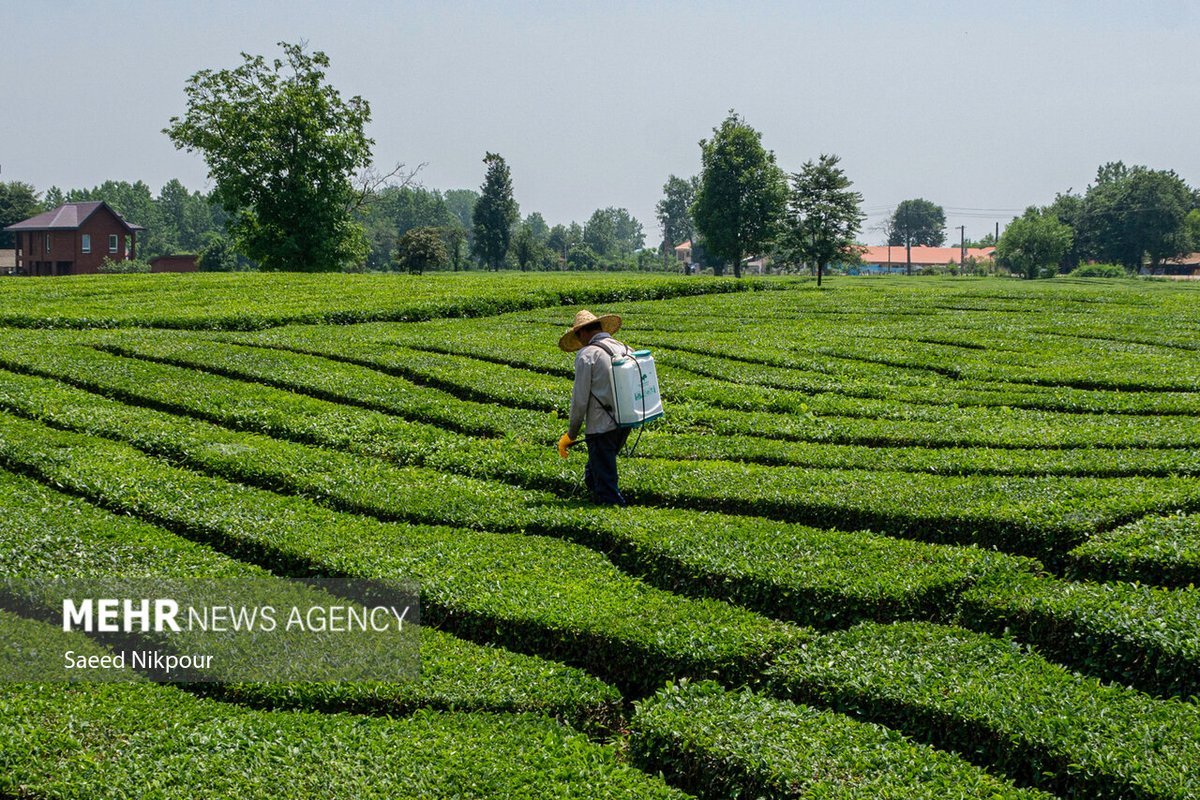 Tea Harvest Season — Darjeeling India