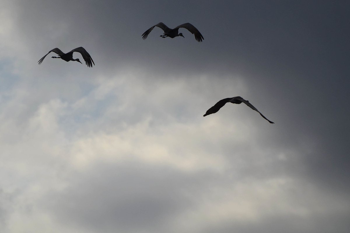 Paynes Prairie Sandhill Cranes