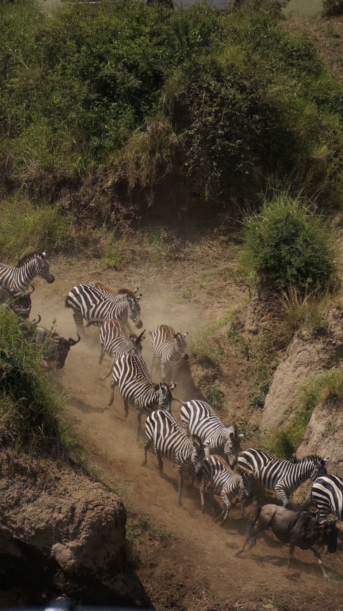 Zebra Migration Boteti River — Makgadikgadi Botswana
