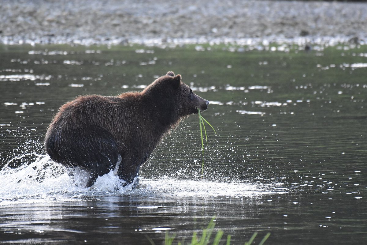 Pack Creek Bears