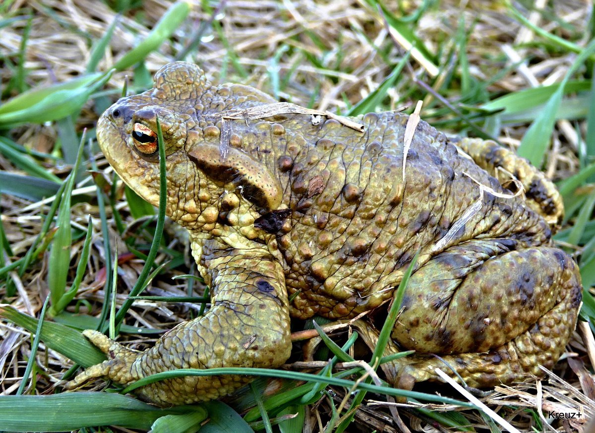 European Common Toad Spring Migration — Surrey Hills England