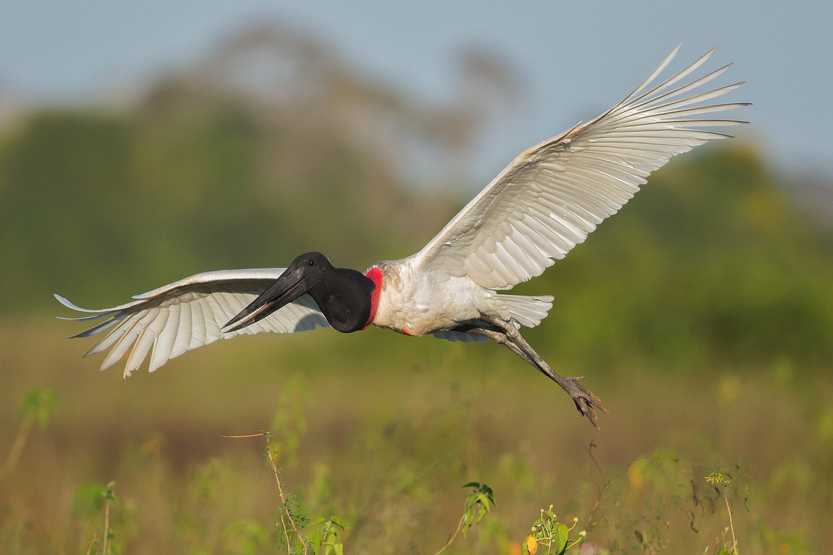 Jabiru Stork Colony — Pantanal Brazil