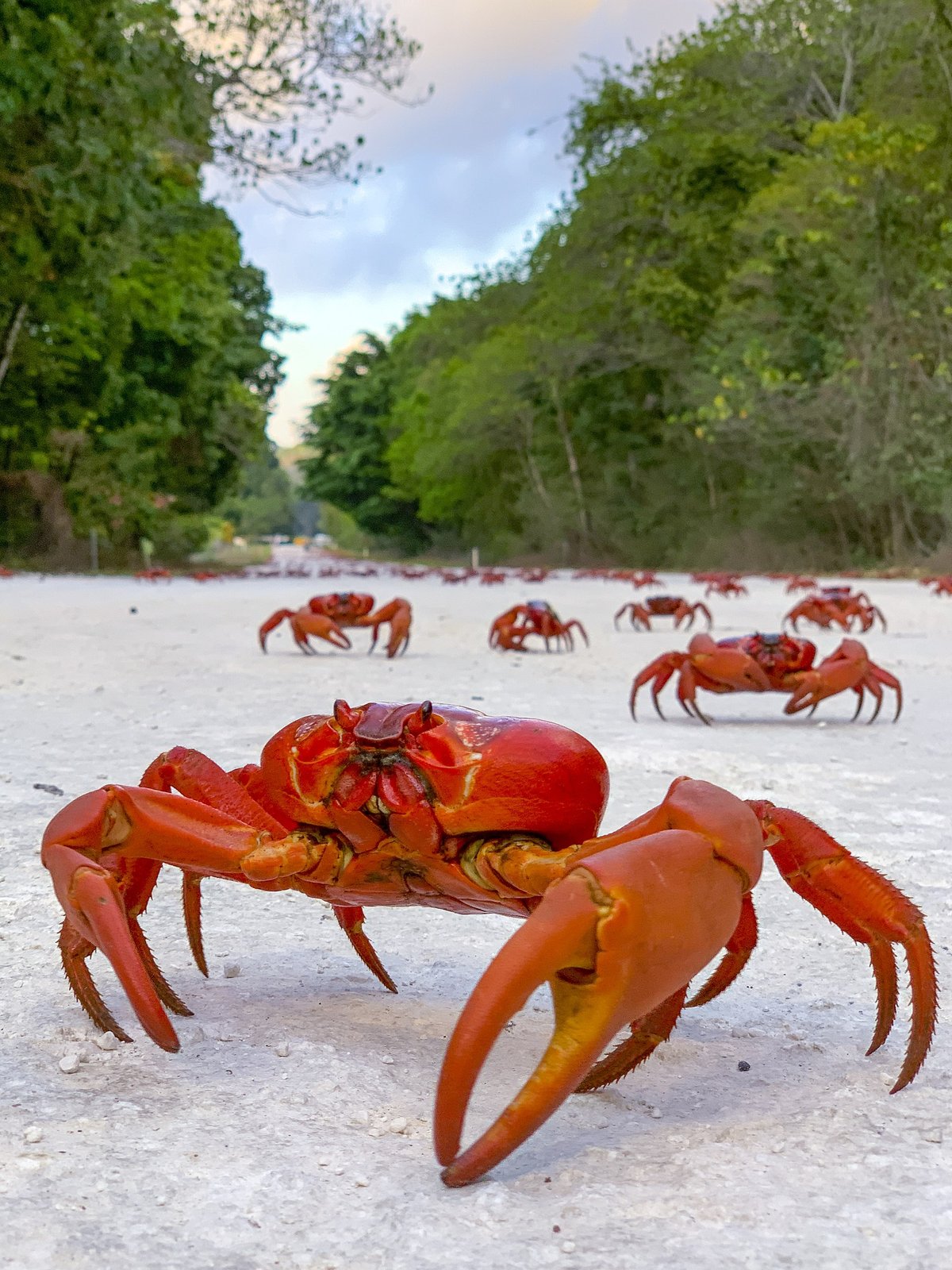 Christmas Island Red Crab Migration — Christmas Island