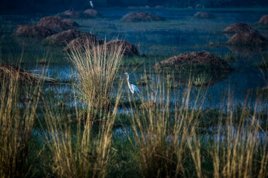 Harike Wetland — India