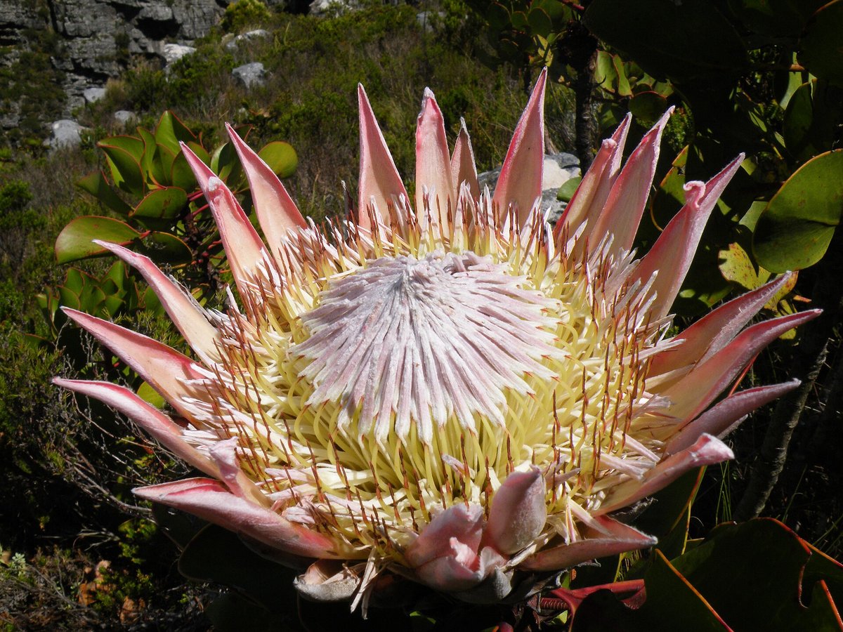 King Protea Bloom — Cape Floral Kingdom South Africa