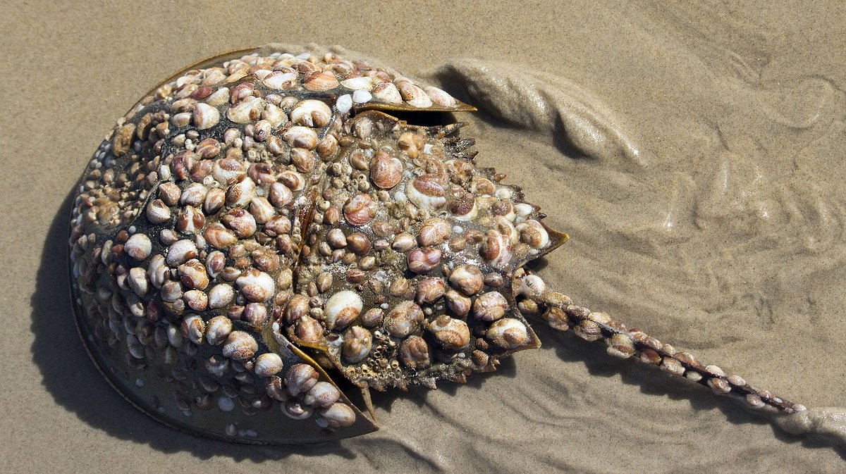 Horseshoe Crab Night Spawn — Cape May New Jersey USA