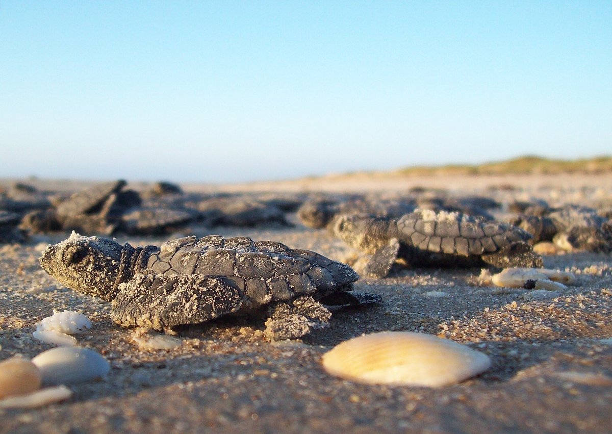 Padre Island Kemps Ridley Release