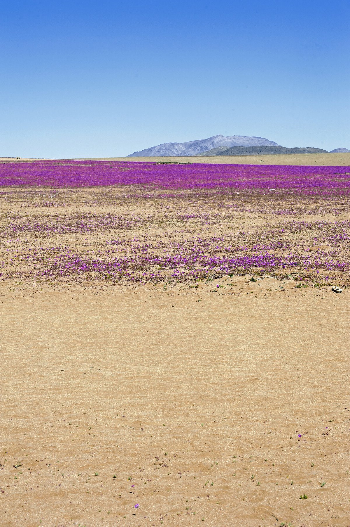 Atacama Desert Bloom — Desierto Florido Chile
