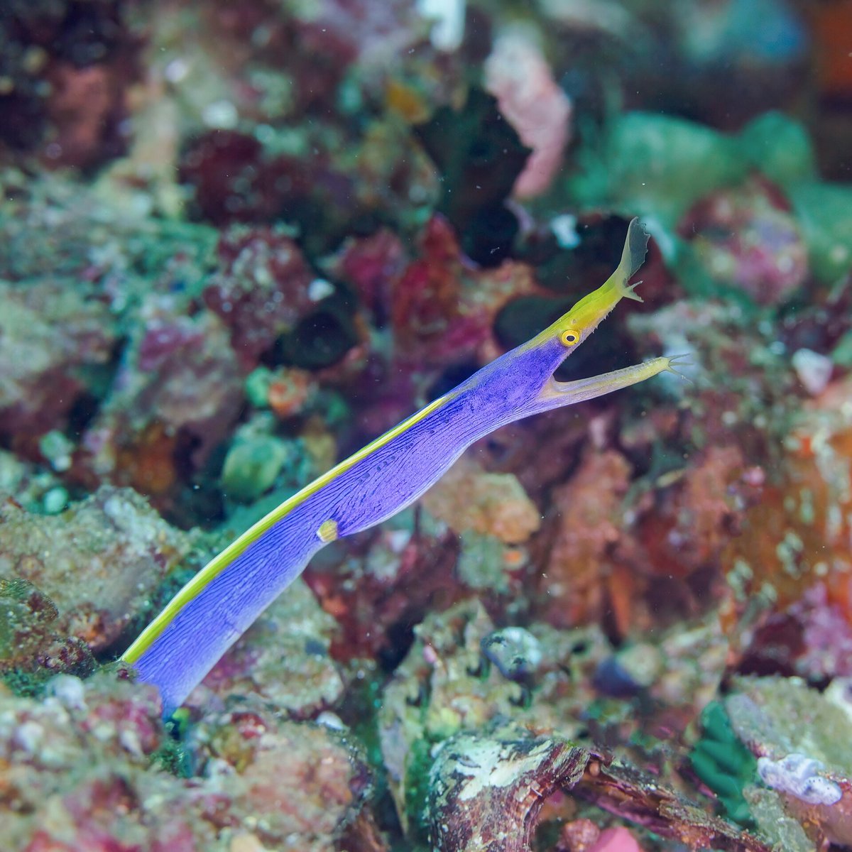 Ribbon Eel Cleaning Station — Azores Portugal