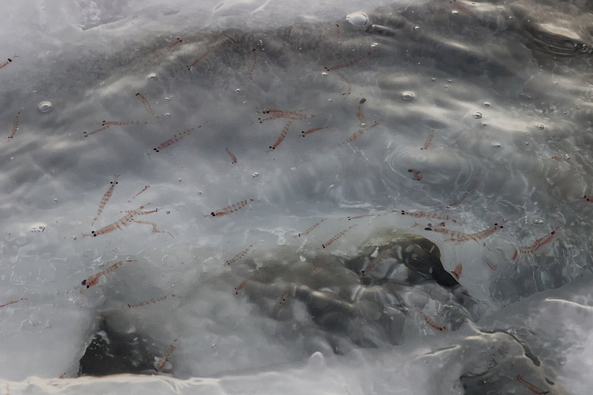 Antarctic Krill Swarm — South Georgia