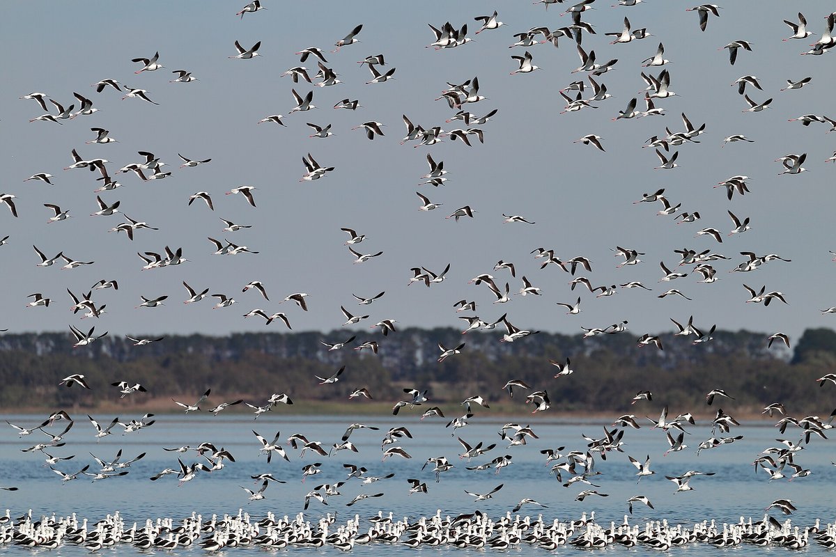 Banded Stilt Breeding Eruption — Lake Eyre