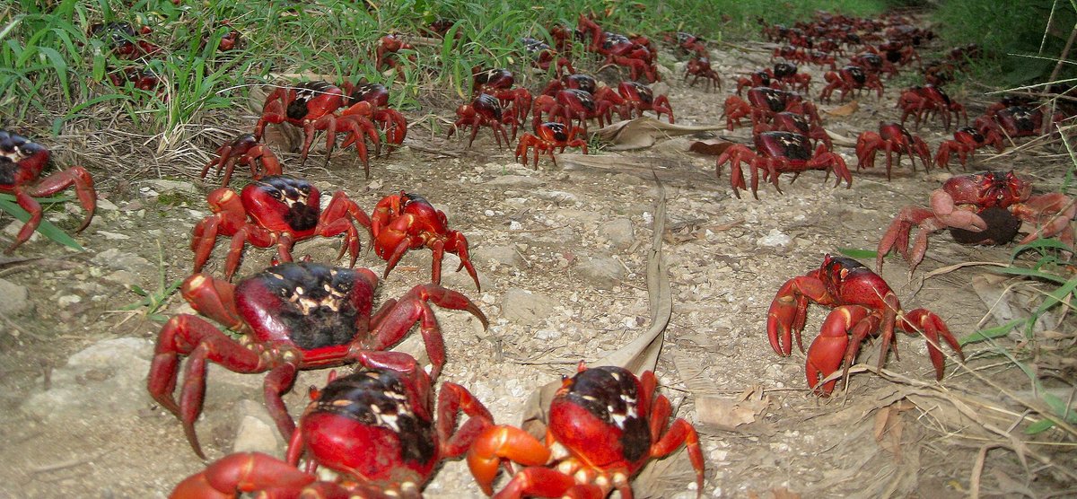 Christmas Island Red Crab Migration — Indian Ocean
