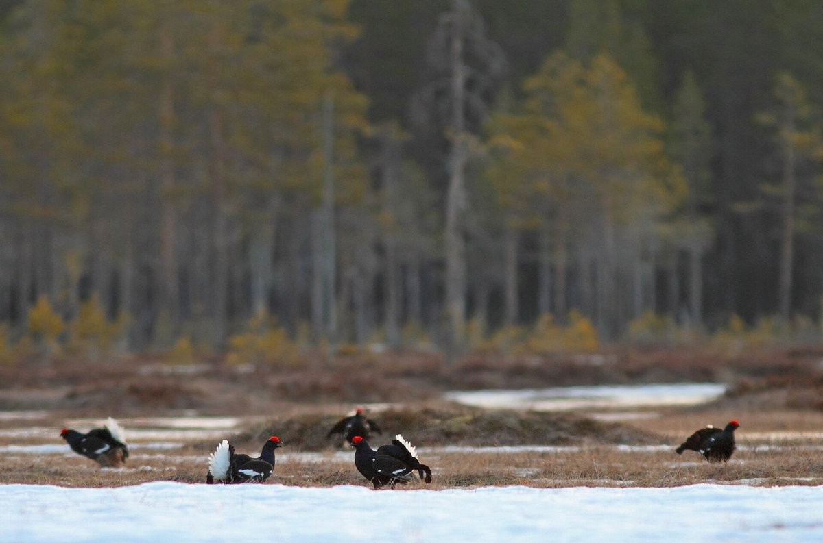 Black Grouse Lek — Valdres