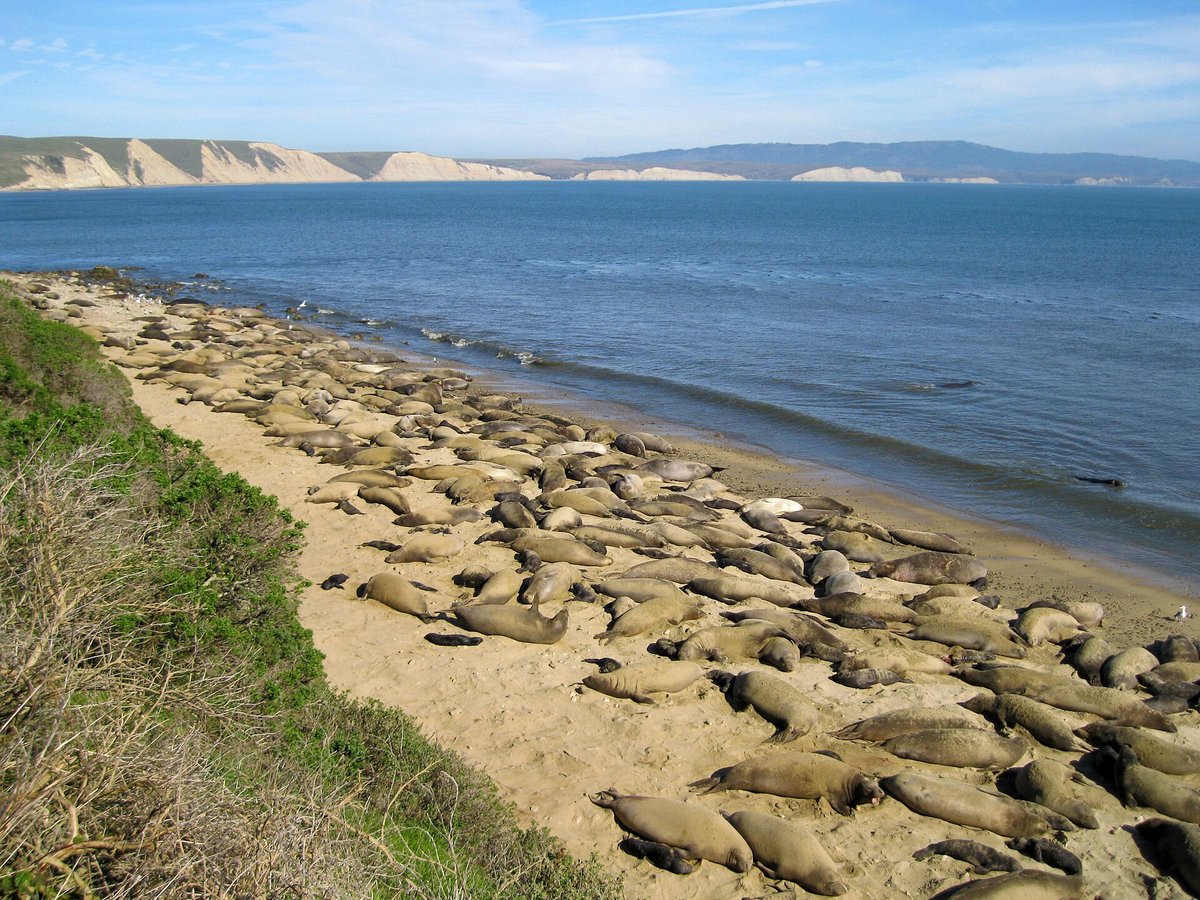 Drakes Beach Elephant Seals