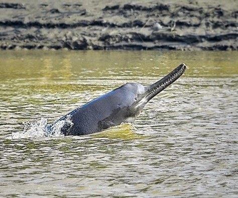 Ganges River Dolphin — Vikramshila Gangetic