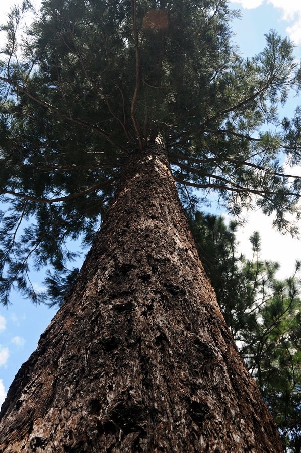 Giant Sequoia Snow Season — Sequoia National Park USA