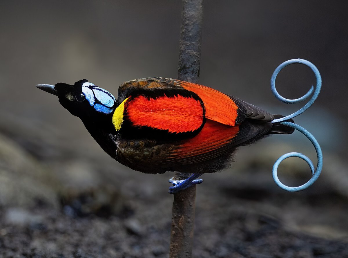Wilson's Bird-of-Paradise Display — Batanta Island Indonesia