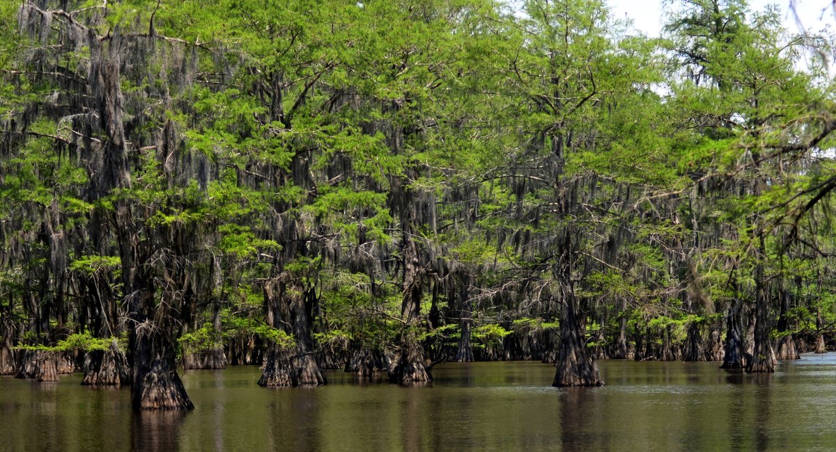 Caddo Lake Bald Cypress