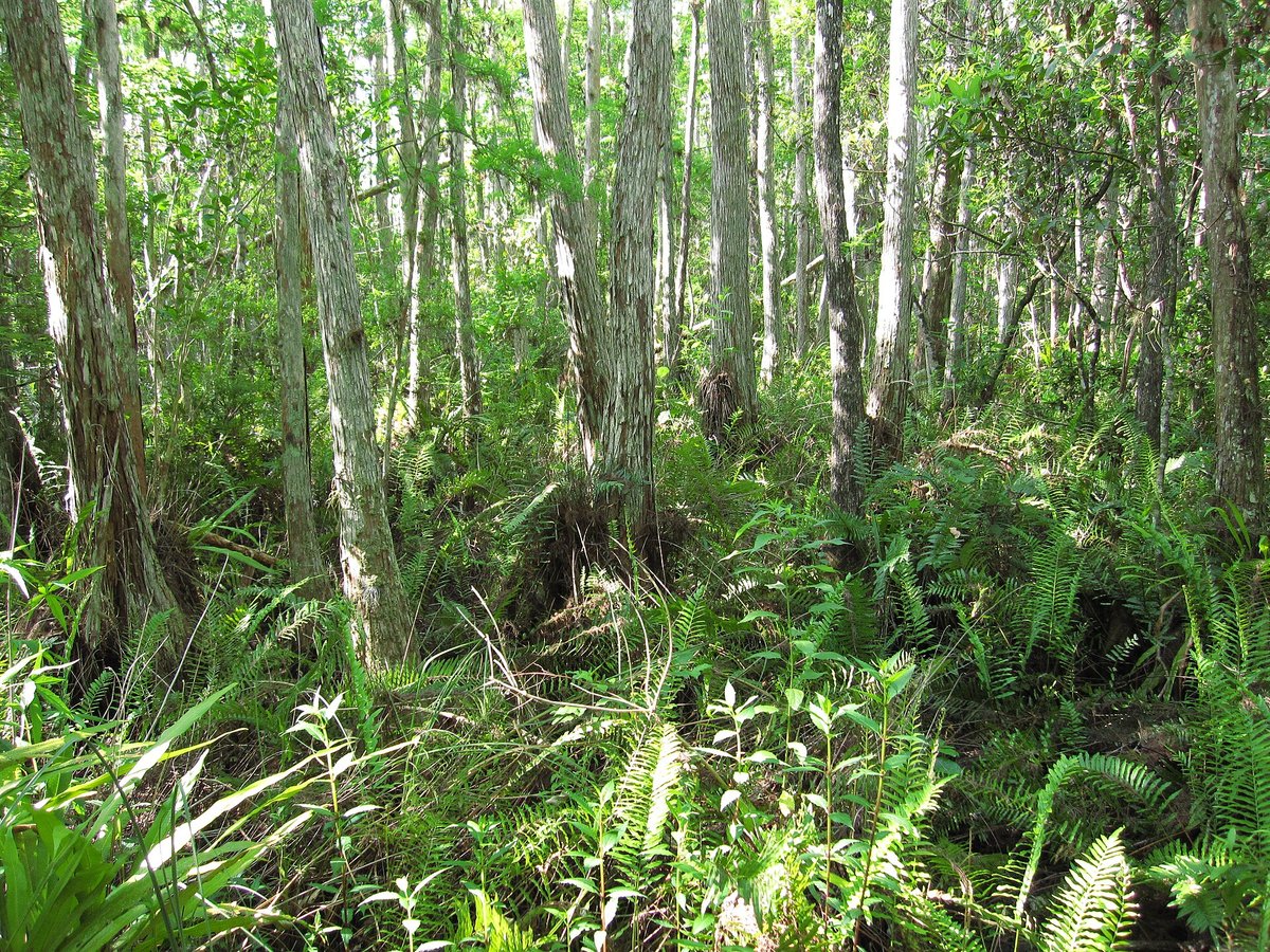 Corkscrew Swamp Old-Growth Cypress