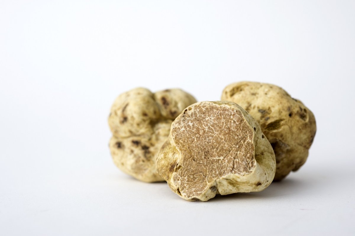 White Truffle Season — Langhe Piedmont Italy