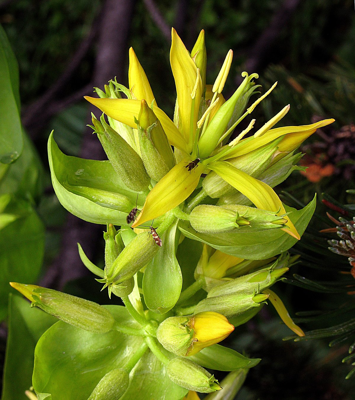 Yellow gentian — Aubrac