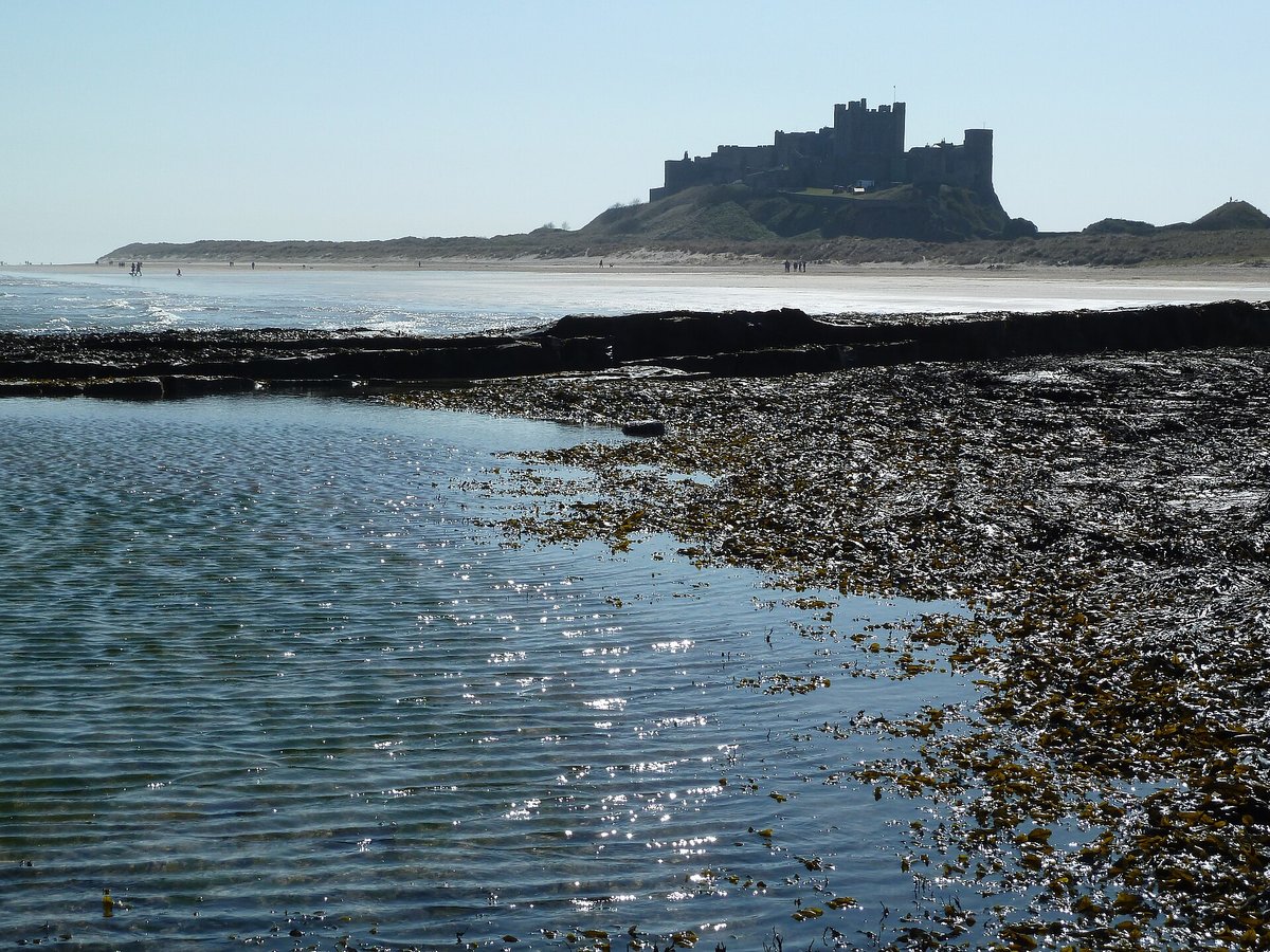 Bamburgh Castle Grey Seal Beach — Northumberland England