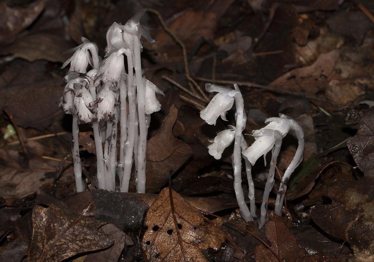 Ghost Fungus Bioluminescence — New South Wales Australia
