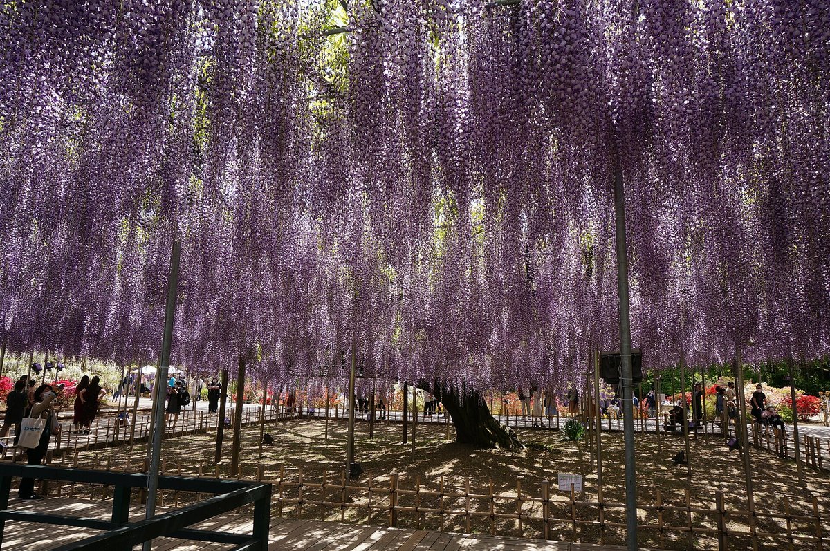 Wisteria Bloom Ashikaga Flower Park — Tochigi Japan