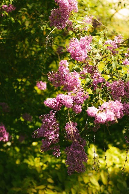 Fliederblüte Bad Langensalza Rosengarten