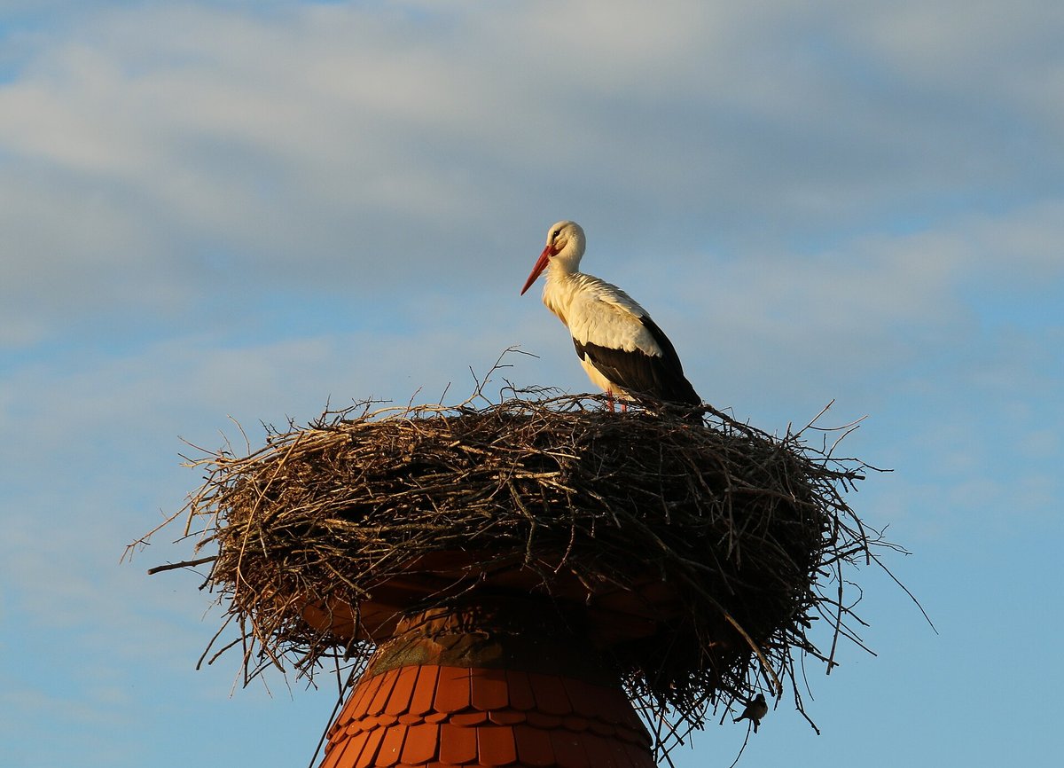 Storchendorf Rühstädt