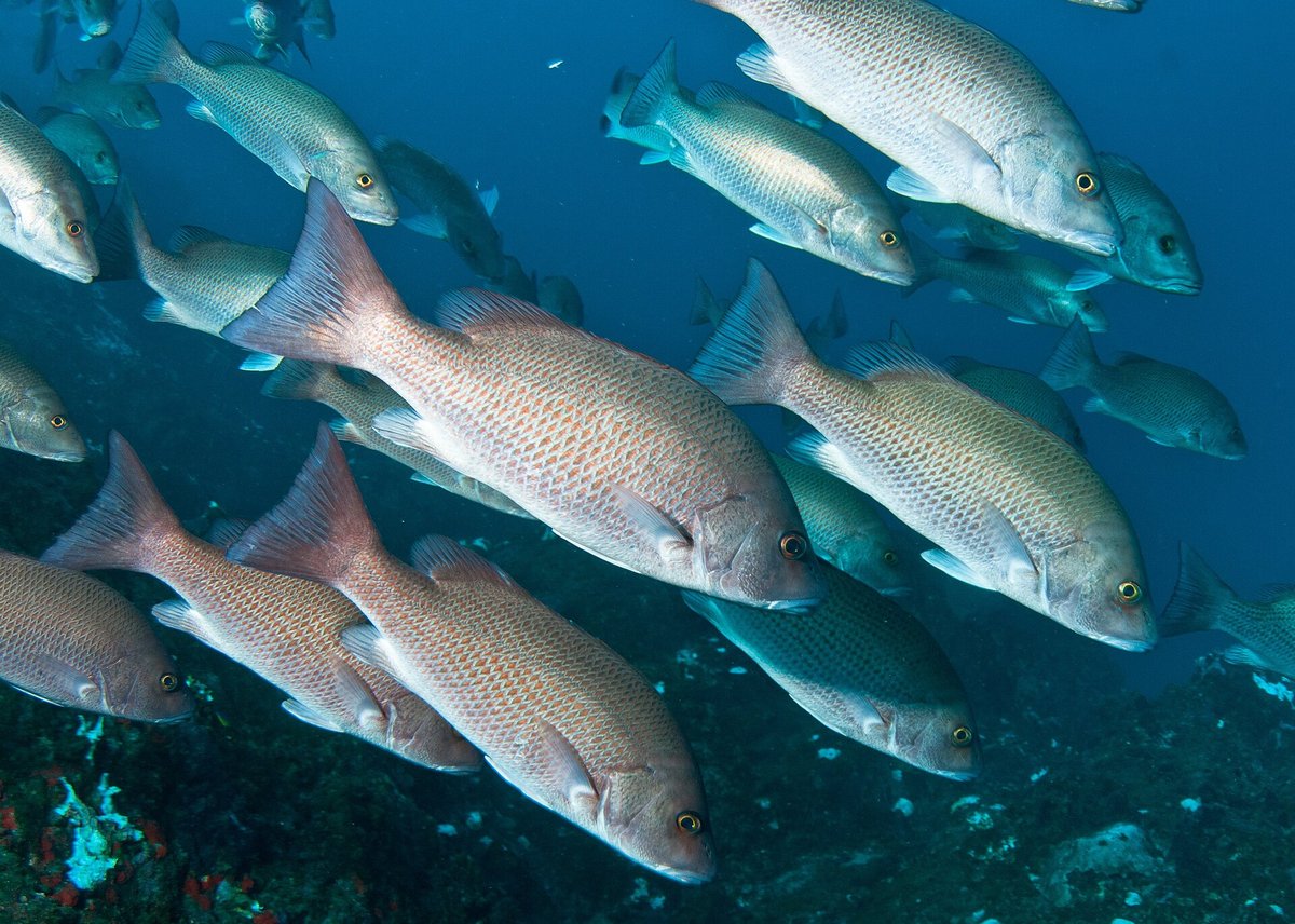 Mangrove Snapper Aggregation — Belize Barrier Reef