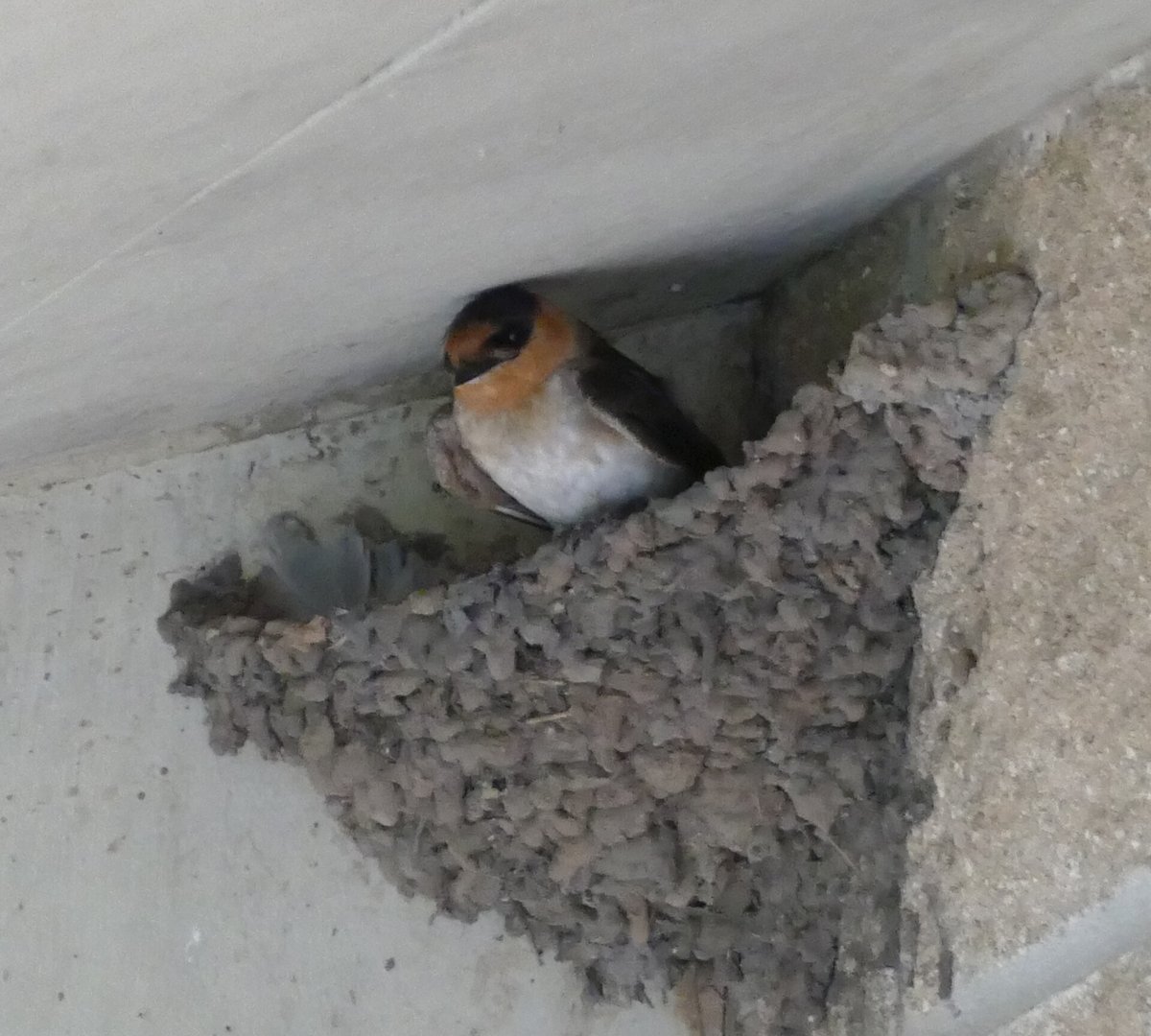 Cave Swallow Colony — Predjama Castle