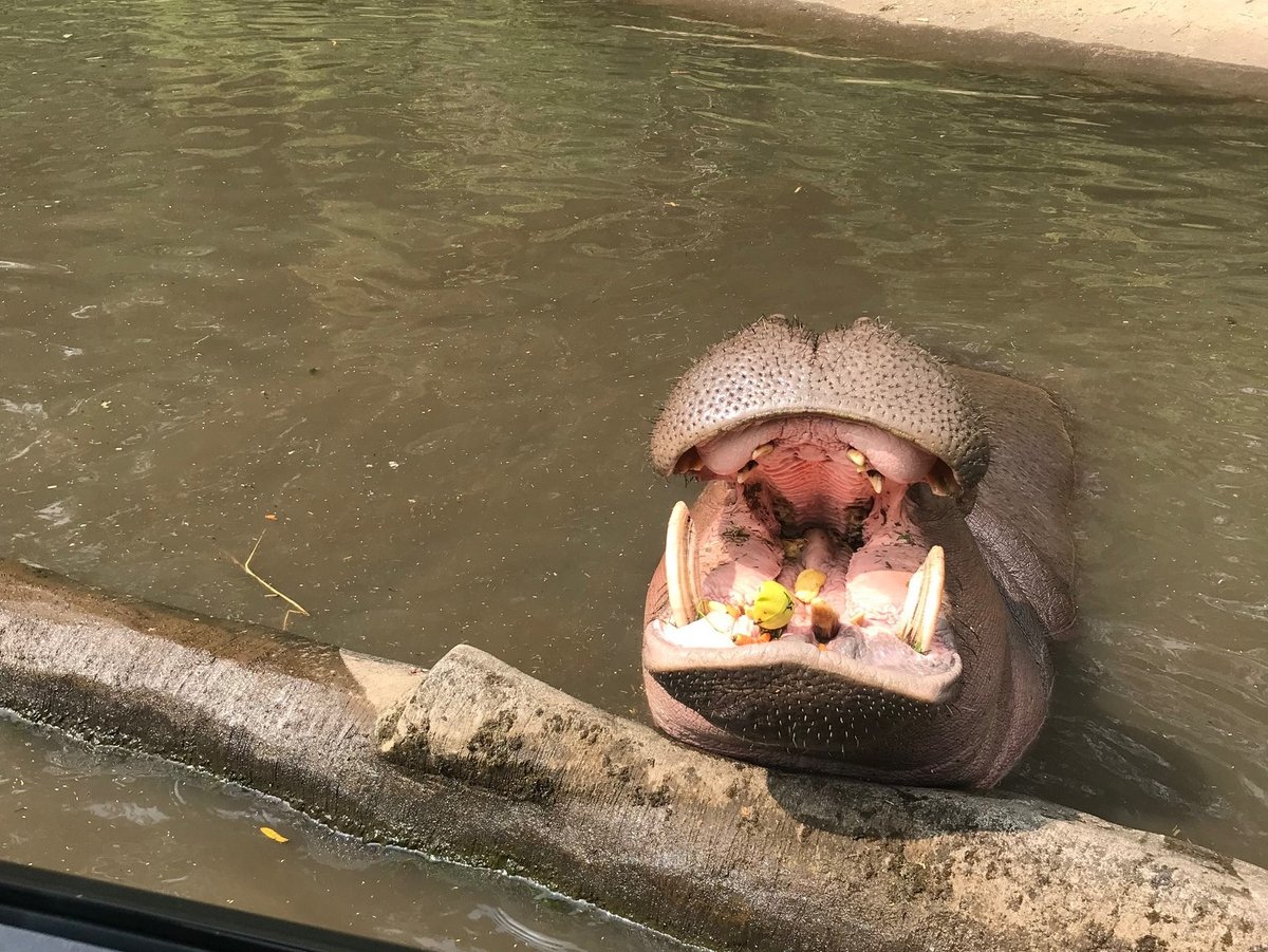 Hippopotamus Dawn Emergence — Ngorongoro Tanzania