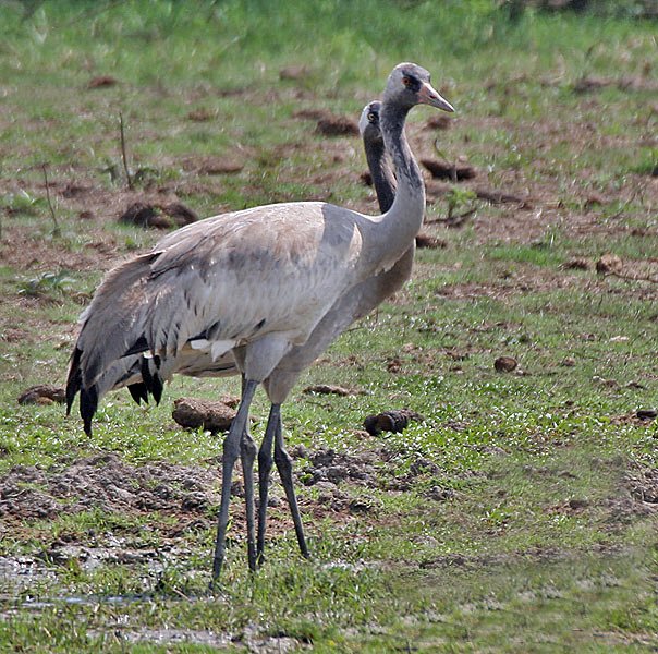 Bharatpur Crane Roost — Keoladeo India