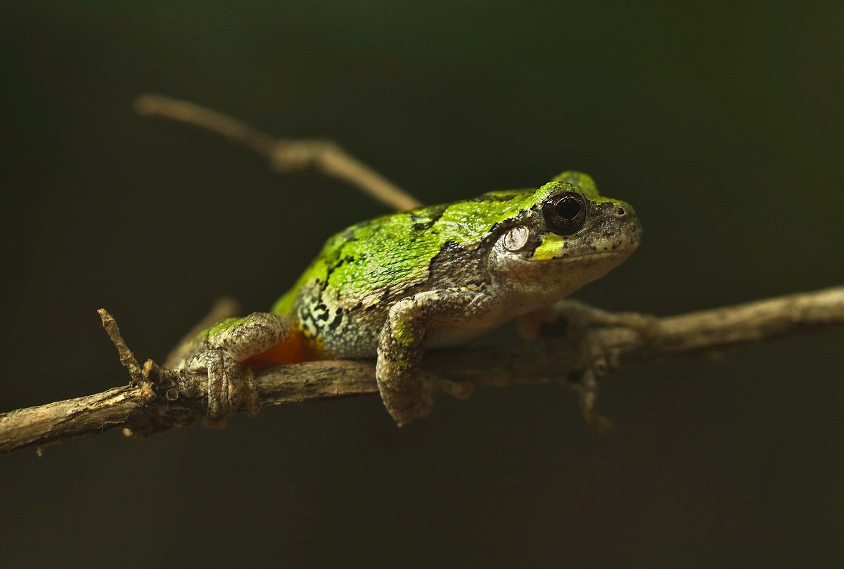 Green Tree Frog Chorus — Daintree Rainforest Queensland