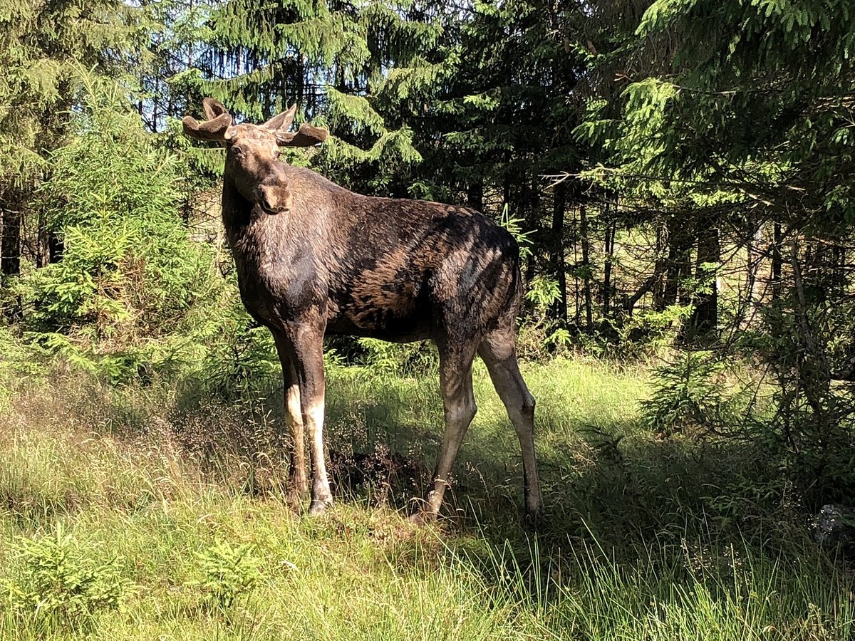 Moose Safaris — Finnish Lakeland Finland