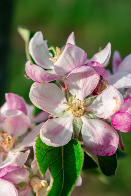 Apfelblüte Werderaner Obstgärten