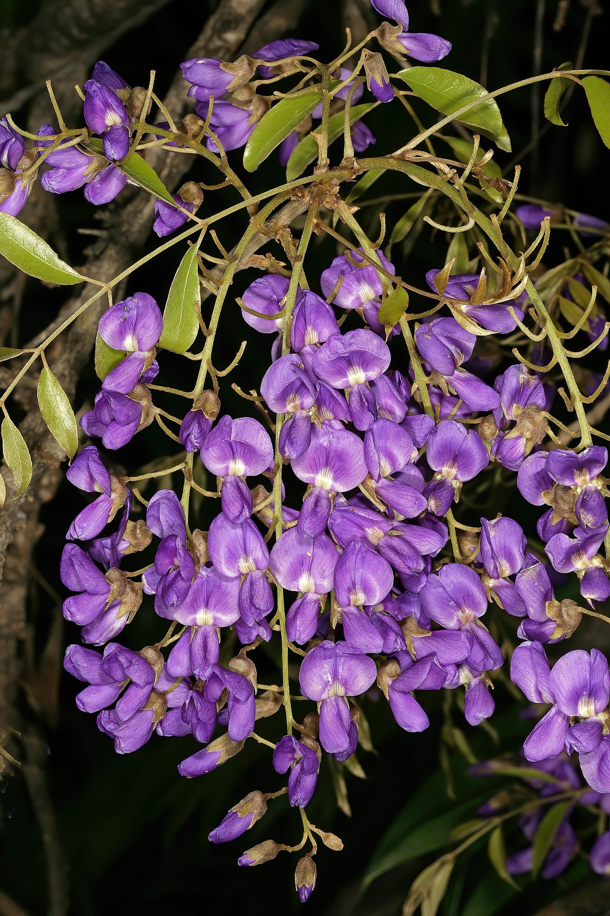 Wisteria Tree Bloom — Sierra Madre Wisteria
