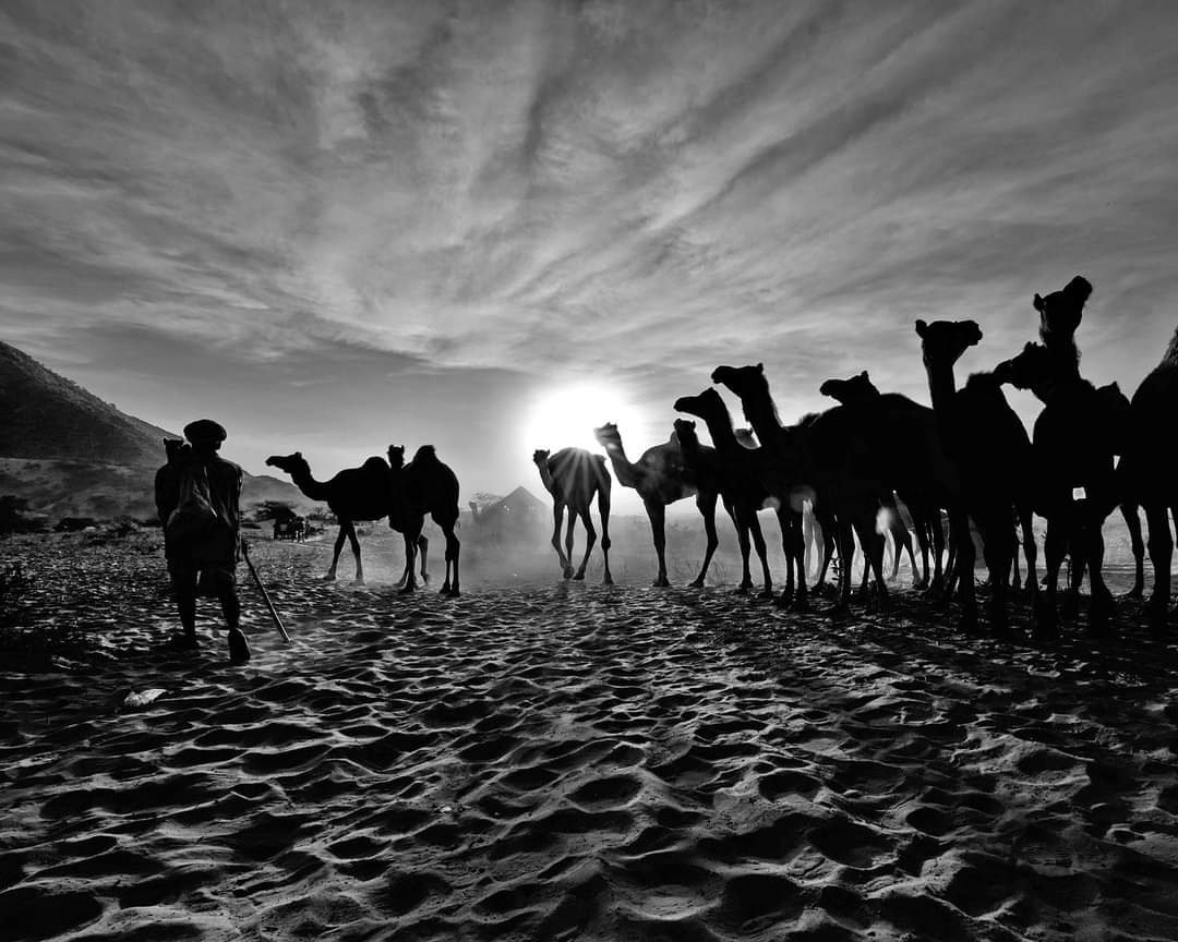 Pushkar Camel Fair — Rajasthan India