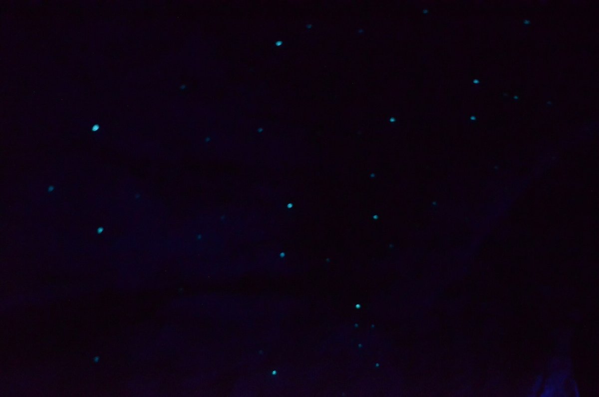 Glowworm Cave — Waitomo New Zealand