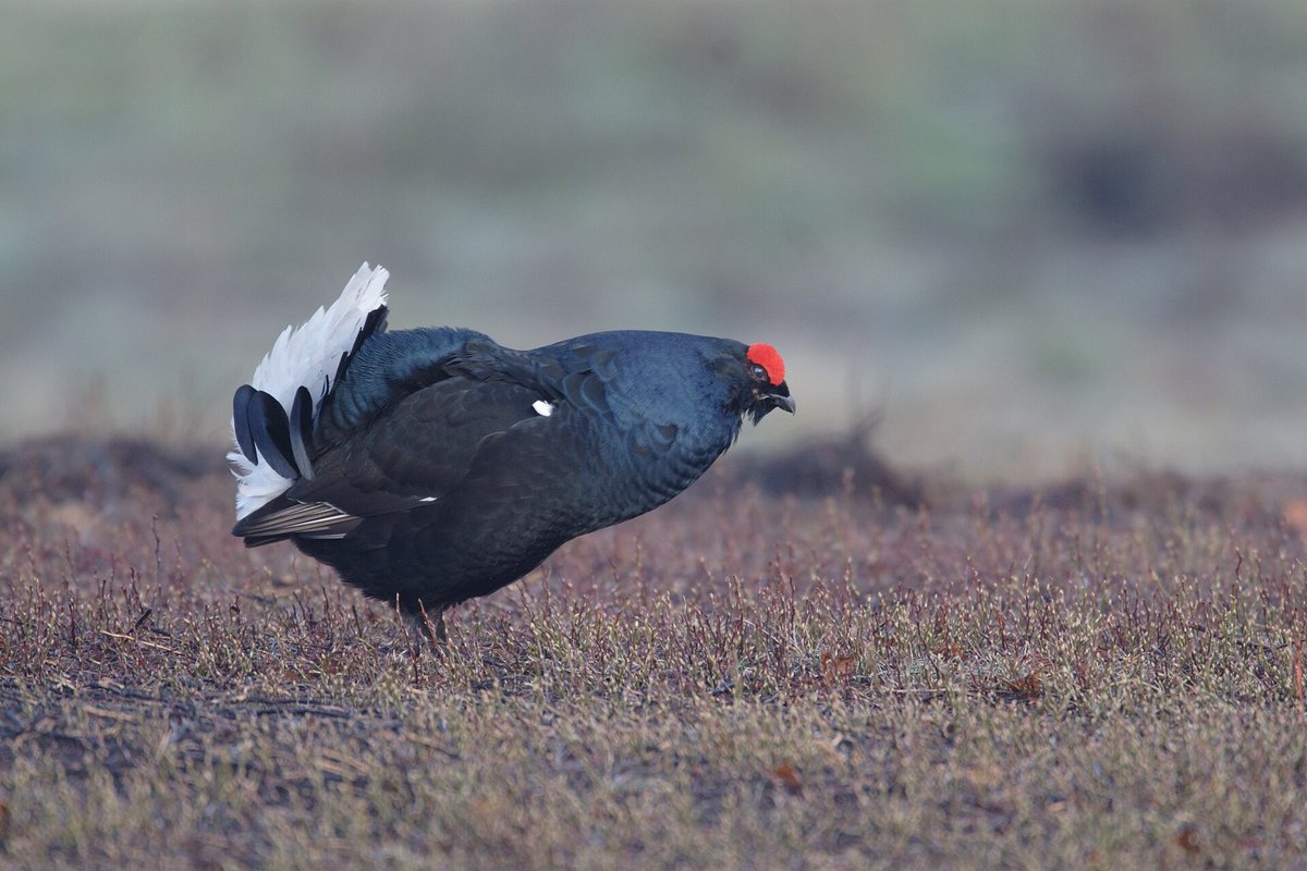 Black grouse — Hautes-Vosges