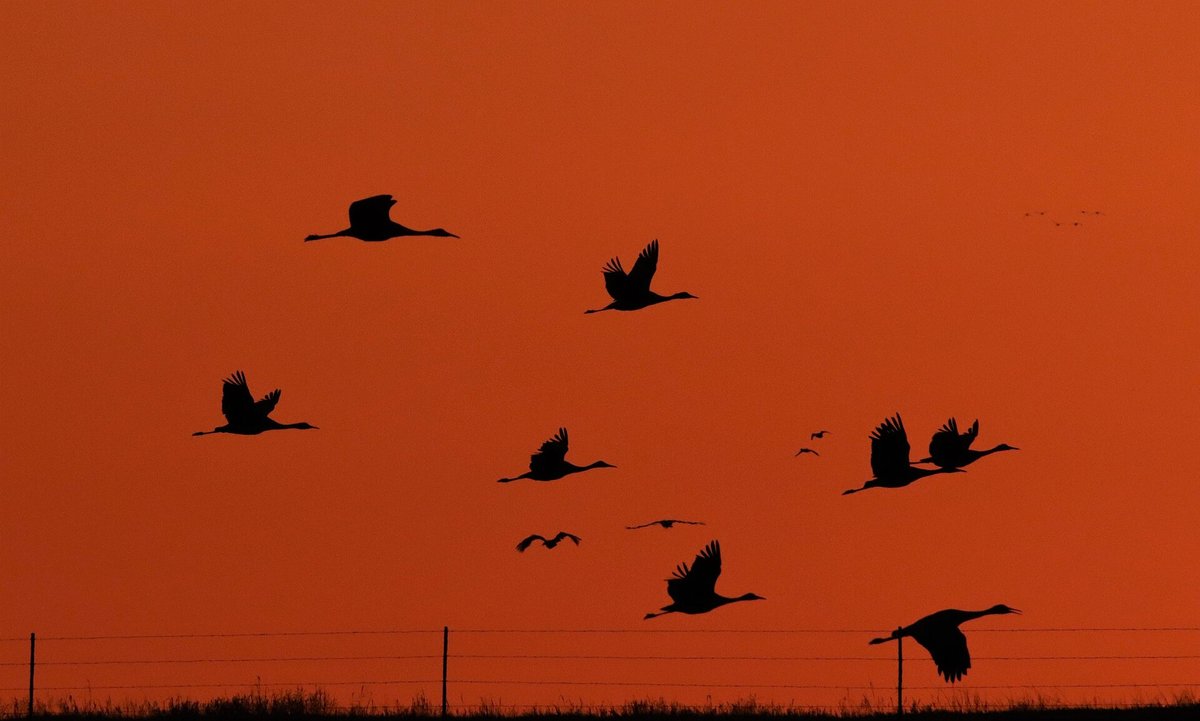 Common Crane Roost — Laguna de Gallocanta