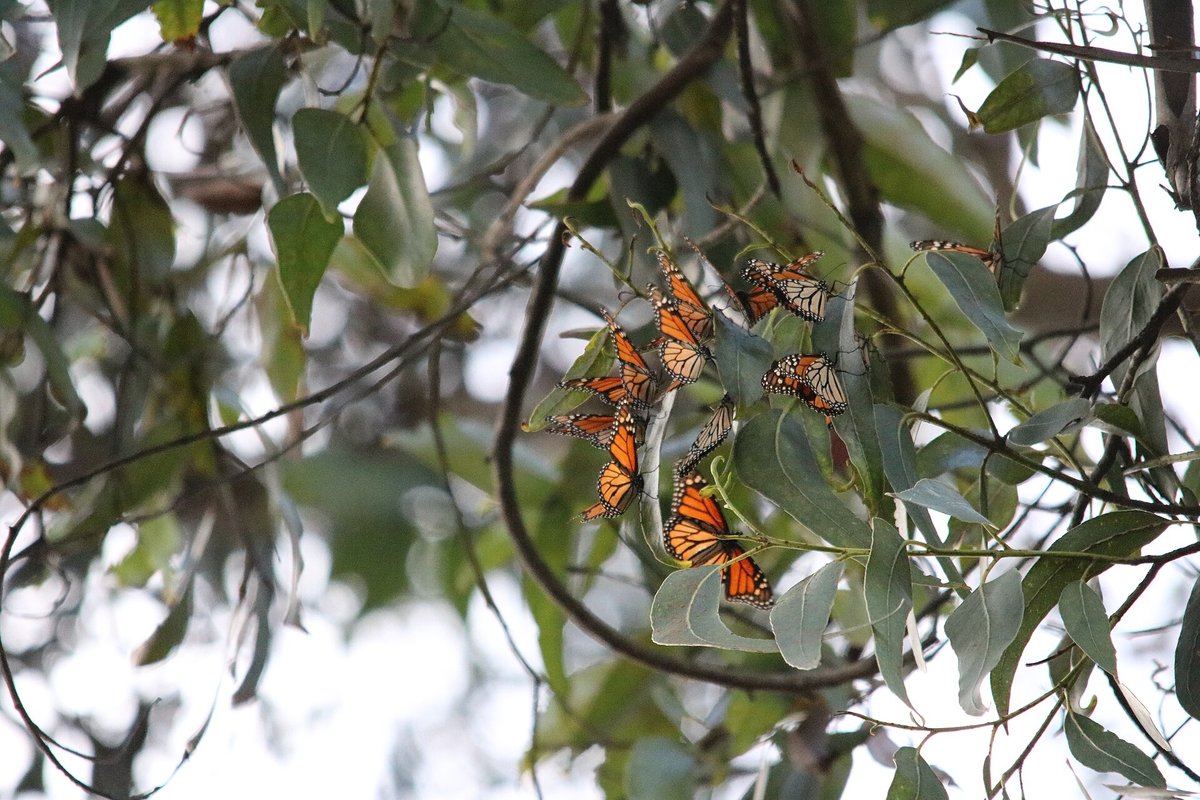 Monarch Butterfly Overwintering — Sierra Chincua Mexico