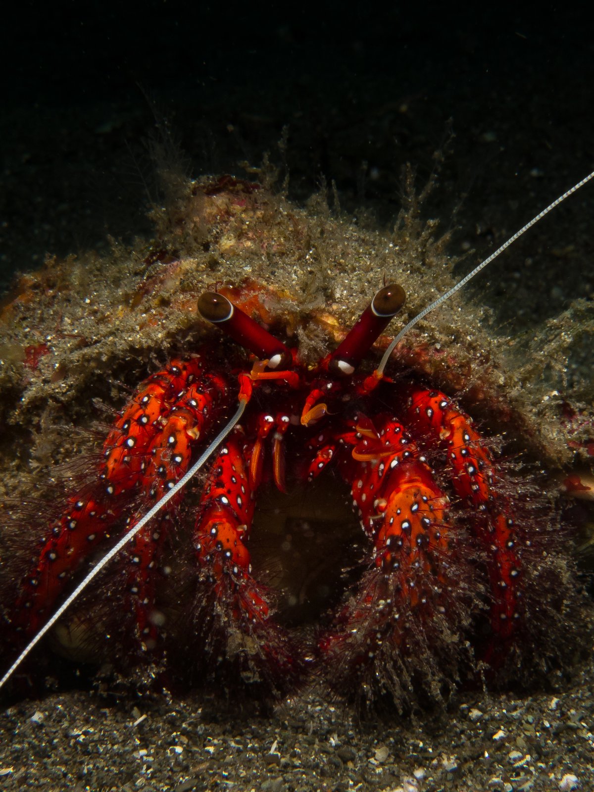 Hermit Crab Shell Exchange — Okinawa Japan