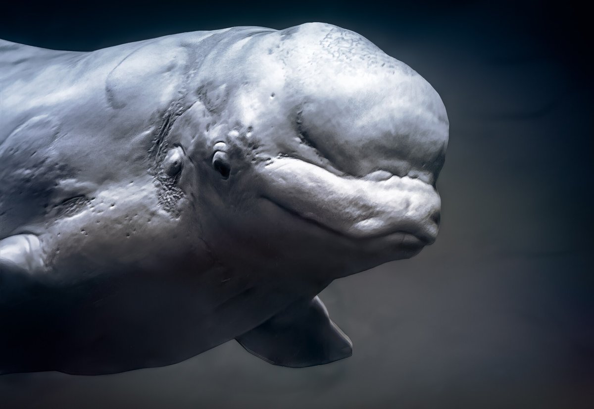 Beluga Whale Moulting — Somerset Island Canada