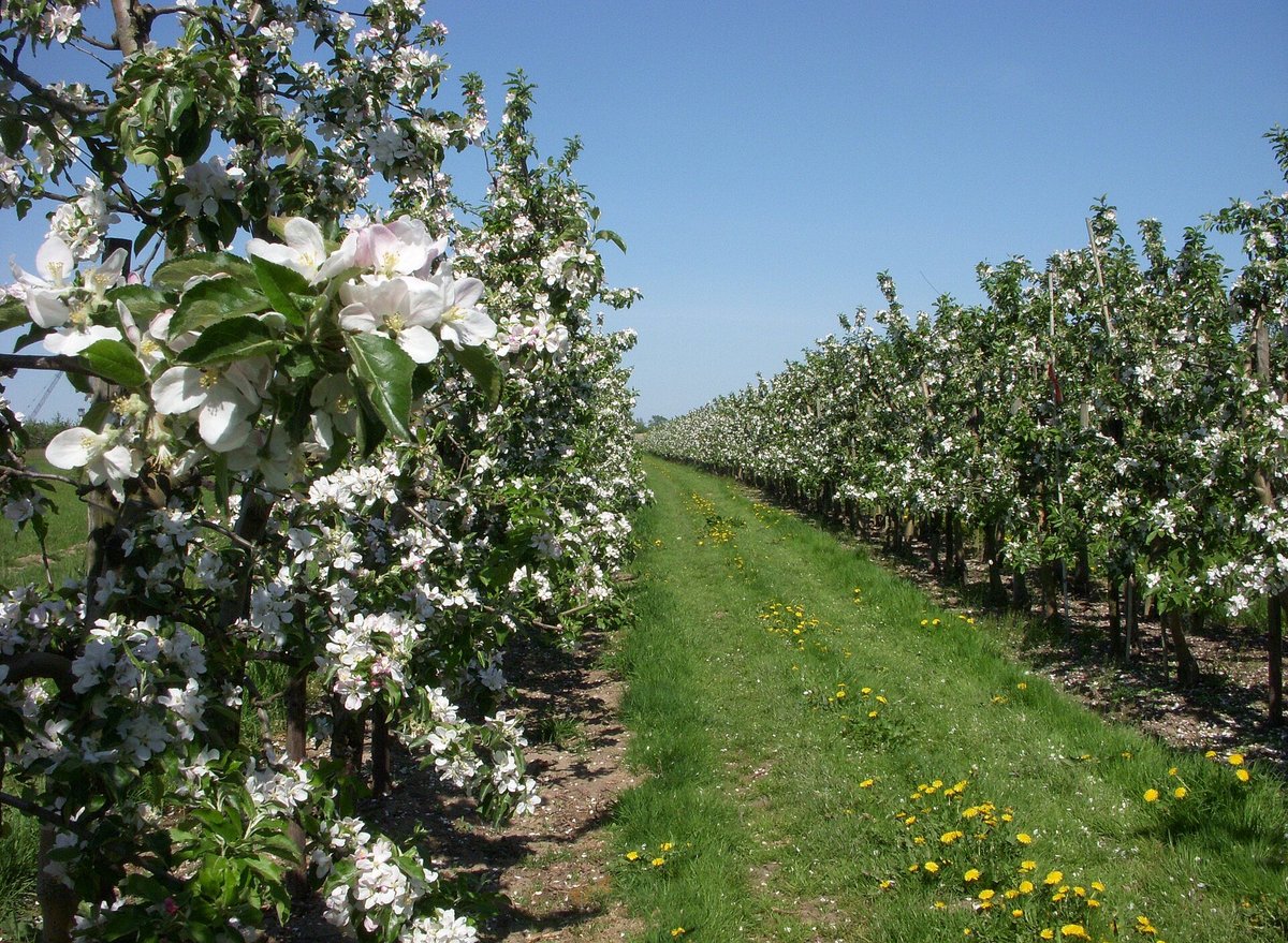 Apfelblüte Altes Land