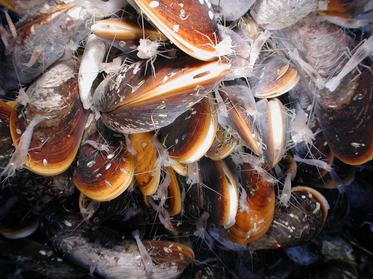 Cold Seep Community — Cascadia Margin Pacific NW USA