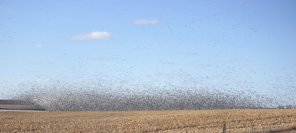 Snow Geese Migration — Bosque del Apache